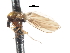  (Austrothaumalea capricornis - CNC DIPTERA 103257)  @11 [ ] CreativeCommons - Attribution (2011) CNC/CBG Photography Group Centre for Biodiversity Genomics