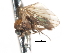  (Austrothaumalea ramosa - CNC DIPTERA 103266)  @11 [ ] CreativeCommons - Attribution (2011) CNC/CBG Photography Group Centre for Biodiversity Genomics