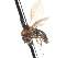  ( - CNC DIPTERA 103269)  @11 [ ] CreativeCommons - Attribution (2011) CNC/CBG Photography Group Centre for Biodiversity Genomics