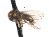  ( - CNC DIPTERA 103270)  @11 [ ] CreativeCommons - Attribution (2011) CNC/CBG Photography Group Centre for Biodiversity Genomics