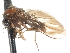  ( - CNC DIPTERA 103273)  @11 [ ] CreativeCommons - Attribution (2011) CNC/CBG Photography Group Centre for Biodiversity Genomics