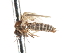  (Austrothaumalea victoriae - CNC DIPTERA 103274)  @11 [ ] CreativeCommons - Attribution (2011) CNC/CBG Photography Group Centre for Biodiversity Genomics