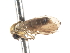  (Austrothaumalea zentae - CNC DIPTERA 103276)  @11 [ ] CreativeCommons - Attribution (2011) CNC/CBG Photography Group Centre for Biodiversity Genomics