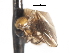  ( - CNC DIPTERA 103278)  @11 [ ] CreativeCommons - Attribution (2011) CNC/CBG Photography Group Centre for Biodiversity Genomics