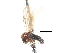  (Austrothaumalea sp. 1 - CNC DIPTERA 103281)  @12 [ ] CreativeCommons - Attribution (2011) CNC/CBG Photography Group Centre for Biodiversity Genomics