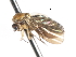  ( - CNC DIPTERA 103283)  @11 [ ] CreativeCommons - Attribution (2011) CNC/CBG Photography Group Centre for Biodiversity Genomics