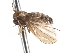  ( - CNC DIPTERA 103284)  @11 [ ] CreativeCommons - Attribution (2011) CNC/CBG Photography Group Centre for Biodiversity Genomics