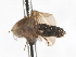  (Austrothaumalea sp. 2 - CNC DIPTERA 103285)  @11 [ ] CreativeCommons - Attribution (2011) CNC/CBG Photography Group Centre for Biodiversity Genomics
