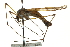  ( - CNC DIPTERA 106602)  @11 [ ] CreativeCommons - Attribution (2011) CNC/CBG Photography Group Centre for Biodiversity Genomics