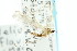 (Helius flavipes - CNC DIPTERA 106614)  @15 [ ] CreativeCommons - Attribution (2011) CNC/CBG Photography Group Centre for Biodiversity Genomics