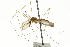  ( - CNC DIPTERA 106629)  @11 [ ] CreativeCommons - Attribution (2011) CNC/CBG Photography Group Centre for Biodiversity Genomics