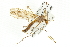  ( - CNC DIPTERA 106655)  @12 [ ] CreativeCommons - Attribution (2011) CNC/CBG Photography Group Centre for Biodiversity Genomics