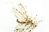  ( - CNC DIPTERA 106663)  @11 [ ] CreativeCommons - Attribution (2011) CNC/CBG Photography Group Centre for Biodiversity Genomics