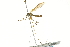  ( - CNC DIPTERA 106694)  @13 [ ] CreativeCommons - Attribution (2011) CNC/CBG Photography Group Centre for Biodiversity Genomics