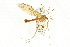  ( - CNC DIPTERA 106698)  @13 [ ] CreativeCommons - Attribution (2011) CNC/CBG Photography Group Centre for Biodiversity Genomics
