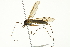  ( - CNC DIPTERA 106702)  @14 [ ] CreativeCommons - Attribution (2011) CNC/CBG Photography Group Centre for Biodiversity Genomics