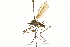  ( - CNC DIPTERA 106718)  @11 [ ] CreativeCommons - Attribution (2011) CNC/CBG Photography Group Centre for Biodiversity Genomics