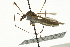  ( - CNC DIPTERA 106719)  @13 [ ] CreativeCommons - Attribution (2011) CNC/CBG Photography Group Centre for Biodiversity Genomics