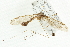  ( - CNC DIPTERA 106726)  @11 [ ] CreativeCommons - Attribution (2011) CNC/CBG Photography Group Centre for Biodiversity Genomics