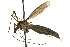  (Prionocera turcica - CNC DIPTERA 106734)  @14 [ ] CreativeCommons - Attribution (2011) CNC/CBG Photography Group Centre for Biodiversity Genomics