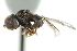  (Cephalosphaera sp. AZ1 - CNC DIPTERA 146804)  @13 [ ] CreativeCommons - Attribution (2012) CNC/CBG Photography Group Centre for Biodiversity Genomics