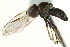  (Eudorylas sp. CA7 - CNC DIPTERA 146956)  @14 [ ] CreativeCommons - Attribution (2012) CNC/CBG Photography Group Centre for Biodiversity Genomics