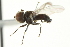  ( - CNC DIPTERA 159288)  @12 [ ] CreativeCommons - Attribution (2012) CNC/CBG Photography Group Centre for Biodiversity Genomics