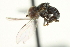  ( - CNC DIPTERA 159349)  @11 [ ] CreativeCommons - Attribution (2012) CNC/CBG Photography Group Centre for Biodiversity Genomics