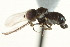  ( - CNC DIPTERA 159463)  @13 [ ] CreativeCommons - Attribution (2012) CNC/CBG Photography Group Centre for Biodiversity Genomics
