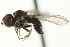  ( - CNC DIPTERA 159603)  @13 [ ] CreativeCommons - Attribution (2012) CNC/CBG Photography Group Centre for Biodiversity Genomics