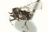  ( - CNC DIPTERA 160351)  @13 [ ] CreativeCommons - Attribution (2012) CNC/CBG Photography Group Centre for Biodiversity Genomics