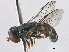  ( - CNC DIPTERA 134624)  @13 [ ] CreativeCommons - Attribution (2013) CNC/CBG Photography Group Centre for Biodiversity Genomics