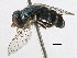  ( - CNC DIPTERA 134637)  @13 [ ] CreativeCommons - Attribution (2013) CNC/CBG Photography Group Centre for Biodiversity Genomics