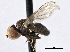  ( - CNC DIPTERA 135807)  @11 [ ] CreativeCommons - Attribution (2013) CBG Photography Group Centre for Biodiversity Genomics