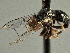  ( - CNC DIPTERA 135842)  @12 [ ] CreativeCommons - Attribution (2013) CNC/CBG Photography Group Centre for Biodiversity Genomics