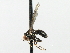  ( - CNC DIPTERA 135941)  @13 [ ] CreativeCommons - Attribution (2013) CBG Photography Group Centre for Biodiversity Genomics