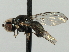  ( - CNC DIPTERA 135943)  @13 [ ] CreativeCommons - Attribution (2013) CBG Photography Group Centre for Biodiversity Genomics