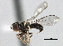  ( - CNC DIPTERA 147708)  @12 [ ] CreativeCommons - Attribution (2013) CBG Photography Group Centre for Biodiversity Genomics