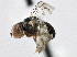  (Pipunculus townsendi - CNC DIPTERA 148144)  @13 [ ] CreativeCommons - Attribution (2013) CBG Photography Group Centre for Biodiversity Genomics