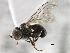  ( - CNC DIPTERA 157962)  @13 [ ] CreativeCommons - Attribution (2013) CNC/CBG Photography Group Centre for Biodiversity Genomics