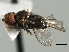  ( - CNC DIPTERA 158129)  @13 [ ] CreativeCommons - Attribution (2013) CNC/CBG Photography Group Centre for Biodiversity Genomics