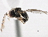  ( - CNC DIPTERA 158147)  @13 [ ] CreativeCommons - Attribution (2013) CNC/CBG Photography Group Centre for Biodiversity Genomics