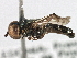  ( - CNC DIPTERA 158226)  @14 [ ] CreativeCommons - Attribution (2013) CNC/CBG Photography Group Centre for Biodiversity Genomics