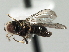  ( - CNC DIPTERA 158254)  @13 [ ] CreativeCommons - Attribution (2013) CNC/CBG Photography Group Centre for Biodiversity Genomics