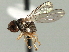  ( - CNC DIPTERA 158343)  @13 [ ] CreativeCommons - Attribution (2013) CNC/CBG Photography Group Centre for Biodiversity Genomics