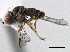  ( - CNC DIPTERA 158521)  @13 [ ] CreativeCommons - Attribution (2013) CBG Photography Group Centre for Biodiversity Genomics