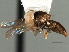  (Verrallia sp. QLD1 - CNC DIPTERA 158568)  @11 [ ] CreativeCommons - Attribution (2013) CNC/CBG Photography Group Centre for Biodiversity Genomics