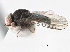  ( - CNC DIPTERA 158664)  @11 [ ] CreativeCommons - Attribution (2013) CBG Photography Group Centre for Biodiversity Genomics