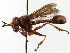  ( - CNC DIPTERA 1823)  @14 [ ] CreativeCommons - Attribution (2013) CNC/CBG Photography Group Centre for Biodiversity Genomics