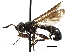  ( - CNC DIPTERA 187274)  @14 [ ] CreativeCommons - Attribution (2013) CNC/CBG Photography Group Centre for Biodiversity Genomics